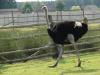 dsc01313_t1.jpg