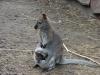 dsc01439_t1.jpg